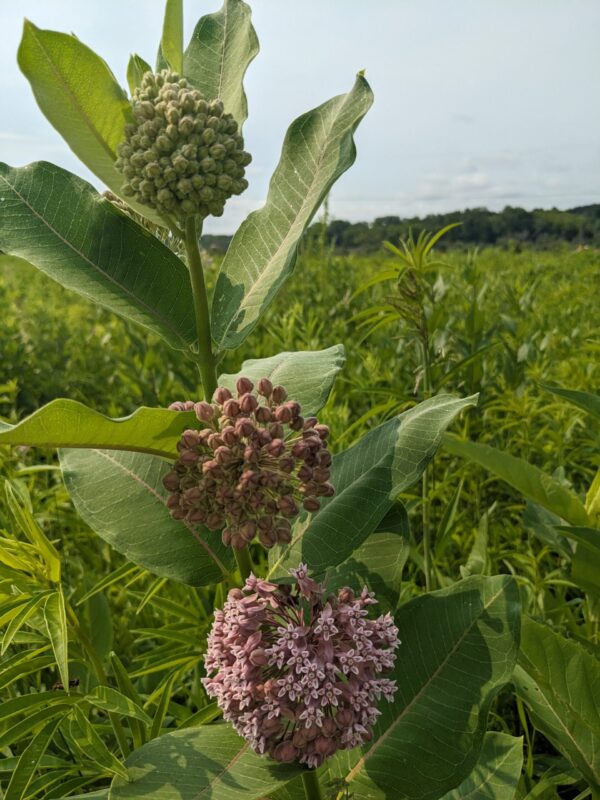 Common Milkweed - Image 3