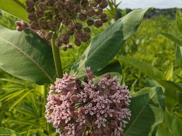 Common Milkweed