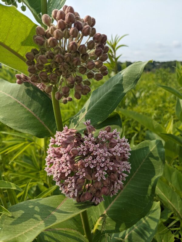 Common Milkweed