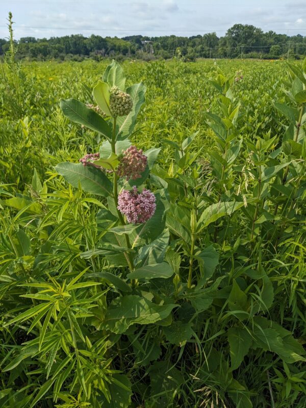 Common Milkweed - Image 2