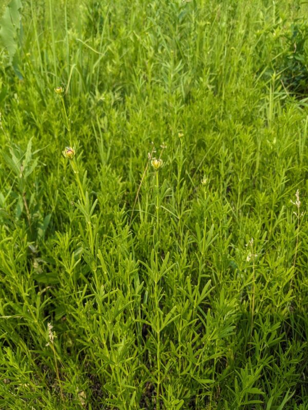 Stiff Coreopsis - Image 2
