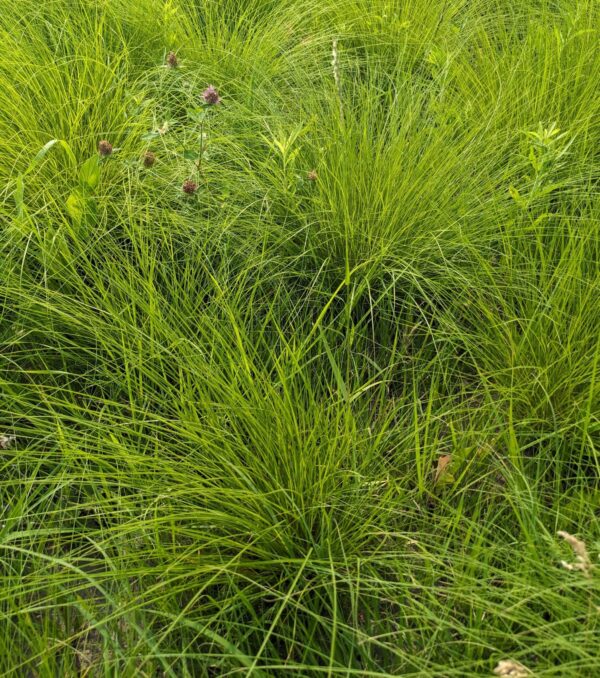 Prairie Dropseed