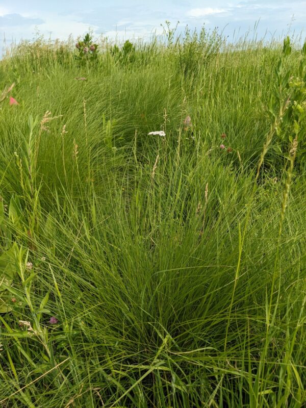 Prairie Dropseed - Image 2