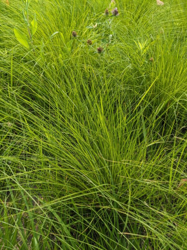 Prairie Dropseed - Image 3