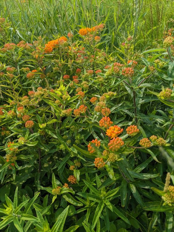 Butterflyweed - Image 4