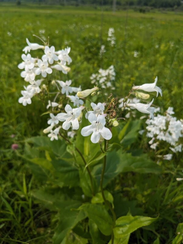 Smooth Penstemon - Image 3