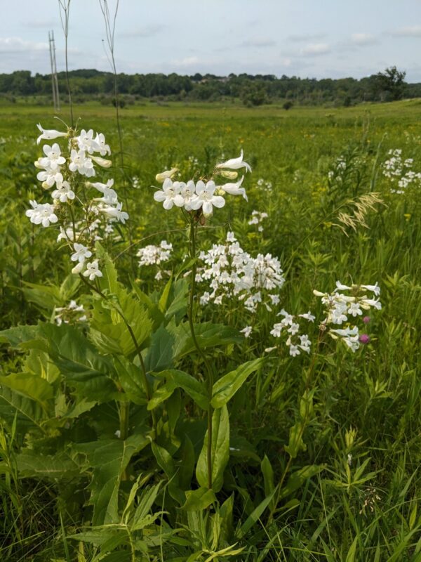 Smooth Penstemon - Image 4