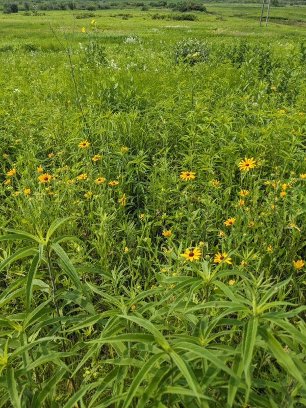 Black Eyed Susan - Image 4
