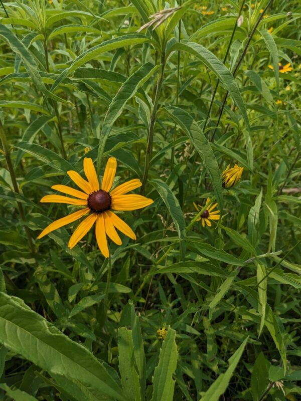 Black Eyed Susan - Image 3