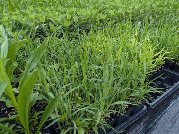 Little Bluestem - Image 2