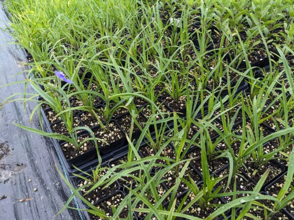 Ohio Spiderwort - Image 5