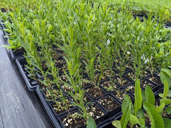 Stiff Coreopsis - Image 3