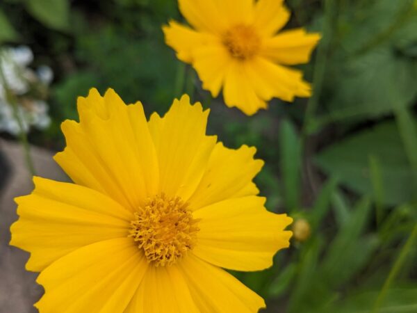 Lance-Leaf Coreopsis
