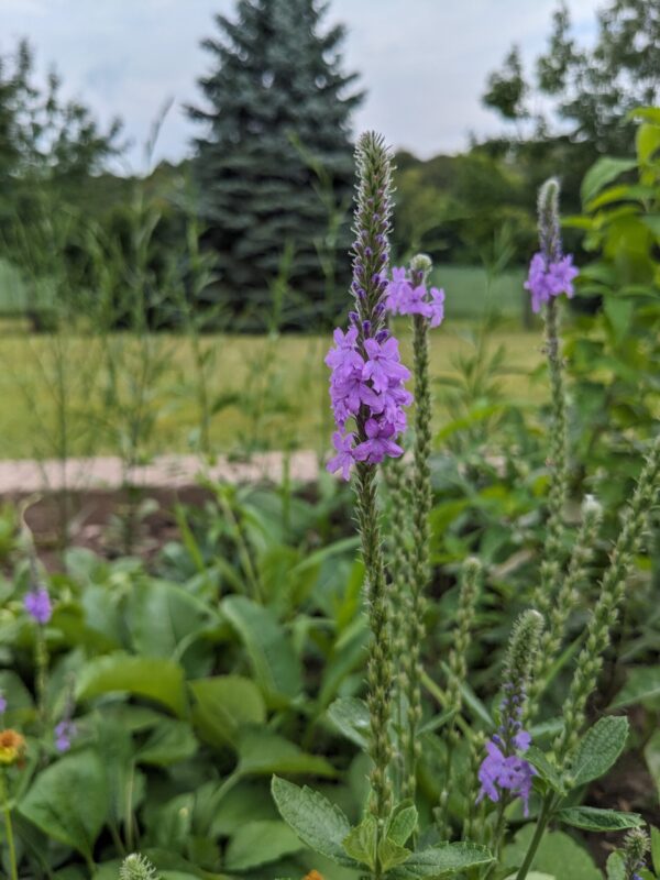 Hoary Vervain - Image 3