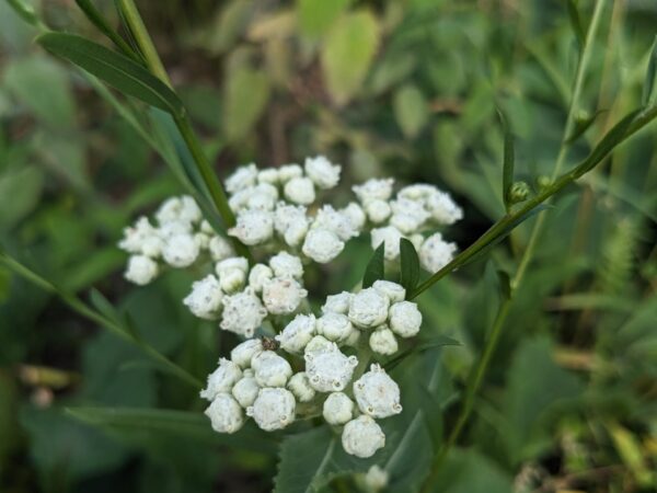 Wild Quinine