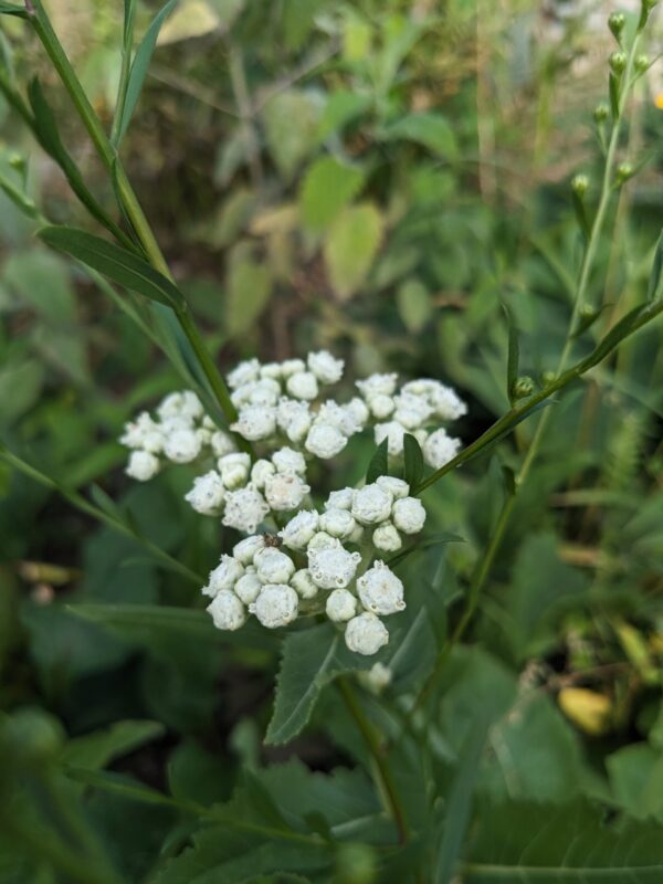 Wild Quinine