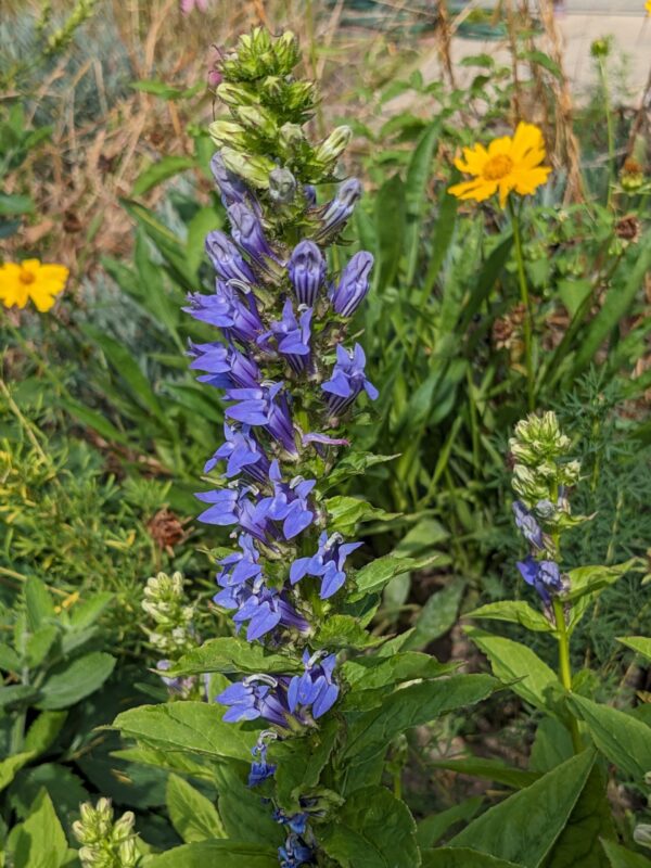 Great Blue Lobelia - Image 3