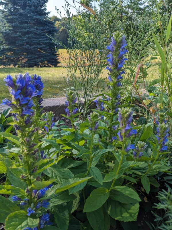 Great Blue Lobelia - Image 2