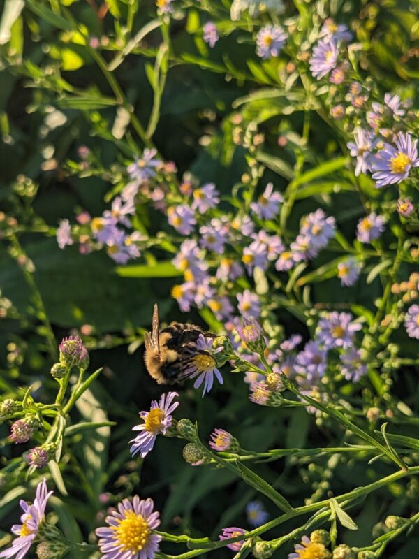 Sky Blue Aster - Image 2
