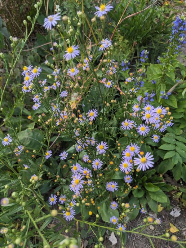Sky Blue Aster - Image 4