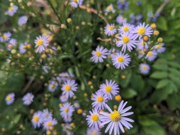 Sky Blue Aster