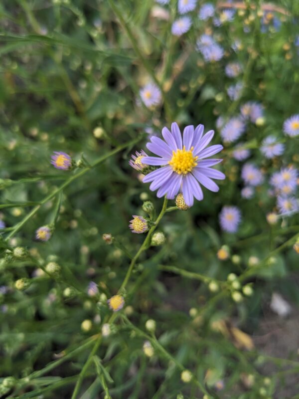 Sky Blue Aster - Image 3