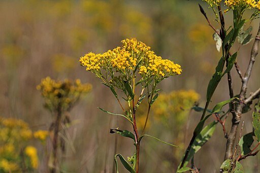 Ohio Goldenrod