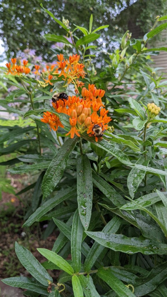 Butterfly Weed