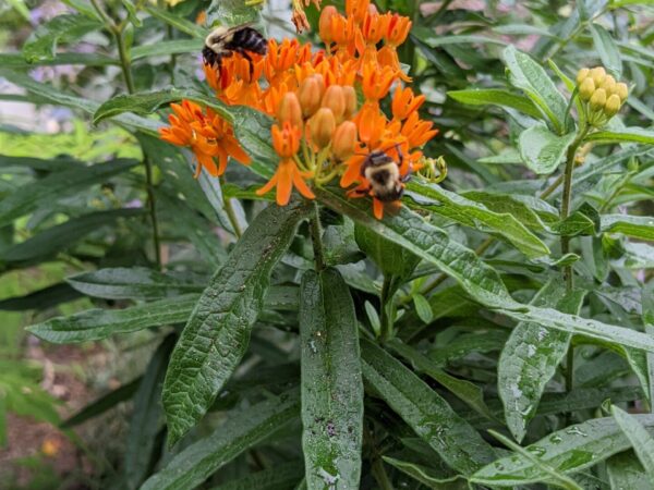 Butterflyweed