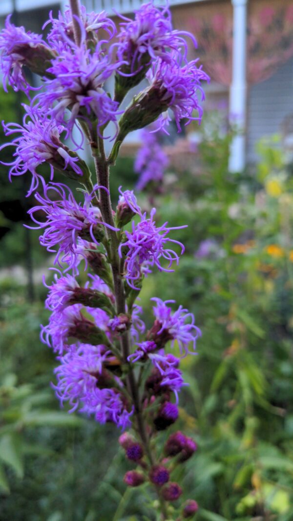 Meadow Blazingstar - Image 3