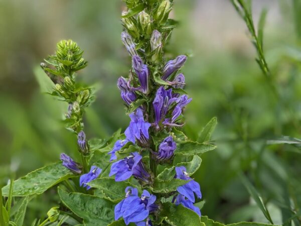 Great Blue Lobelia