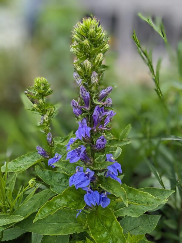 Great Blue Lobelia