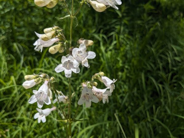 Smooth Penstemon