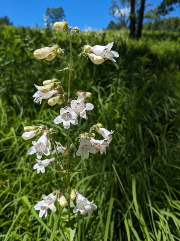 Smooth Penstemon