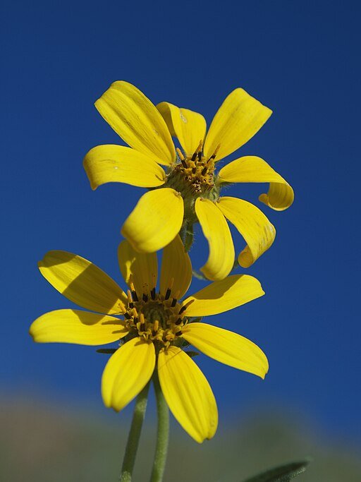Stiff Coreopsis