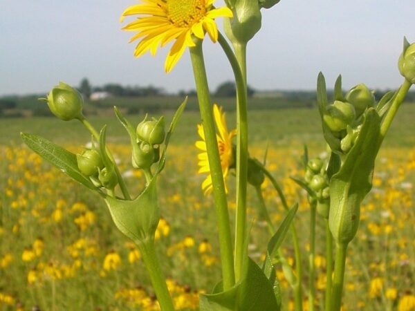 Cup Plant