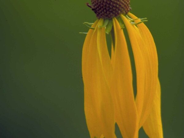Yellow Coneflower