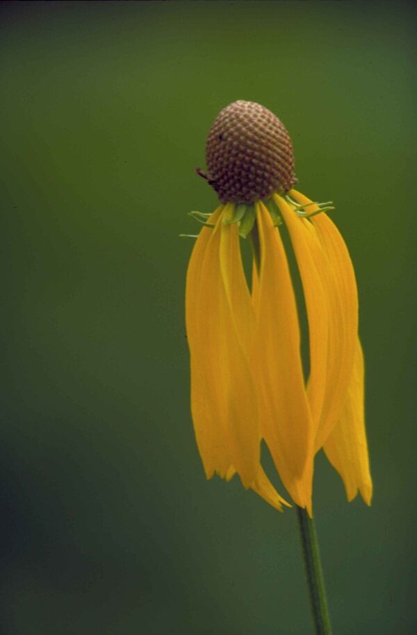 Yellow Coneflower