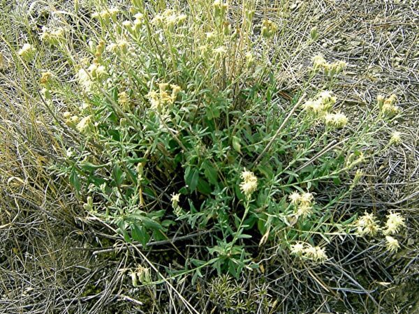 False Boneset