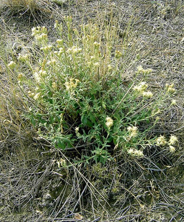 False Boneset