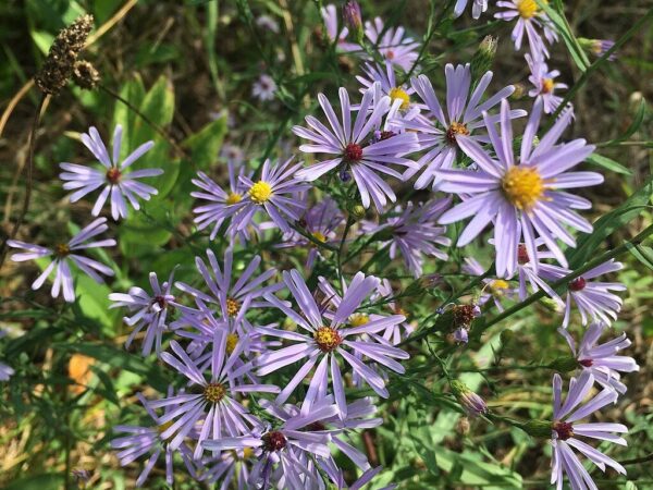 Smooth Blue Aster