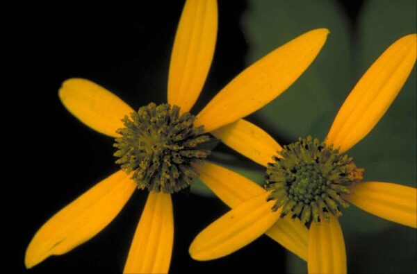 Wild Golden Glow