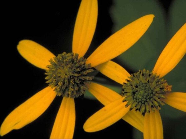 Wild Golden Glow