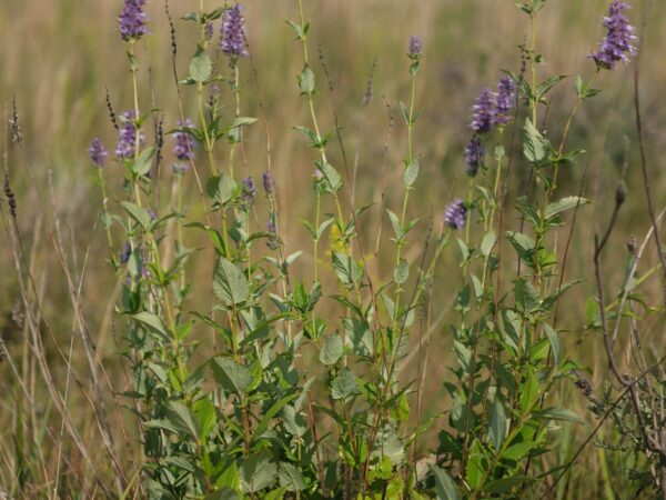 Anise Hyssop