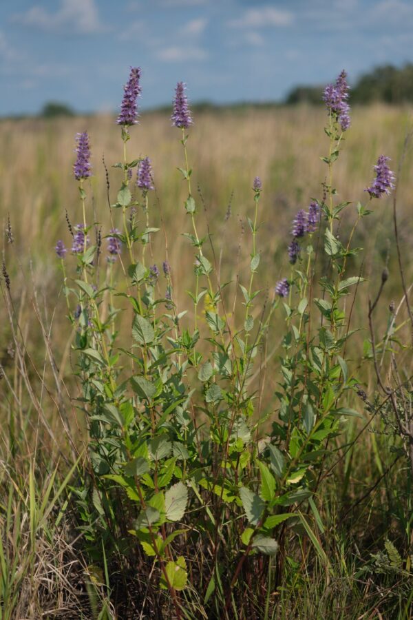Anise Hyssop