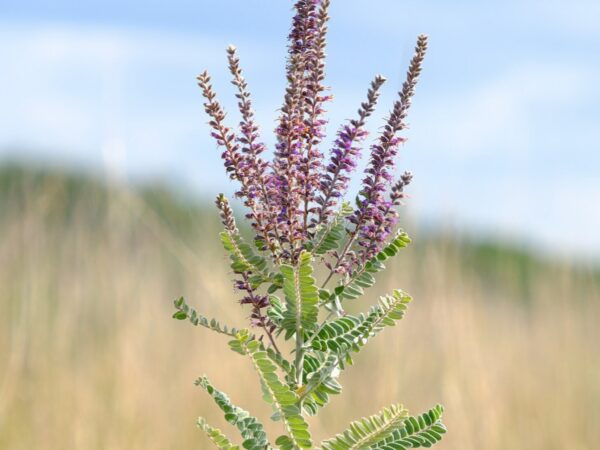 Leadplant