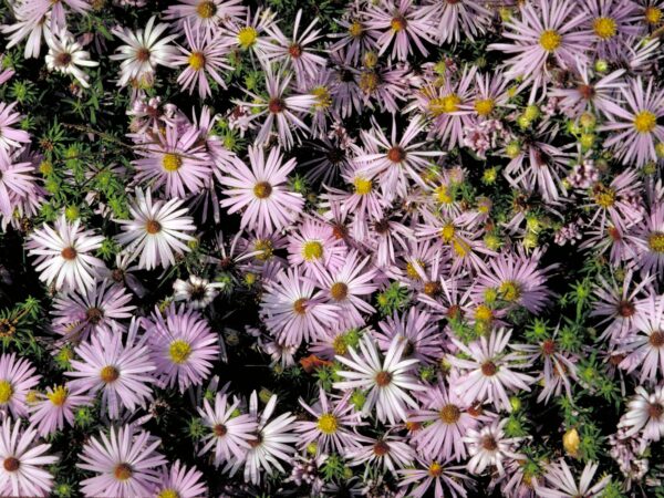 Aromatic Aster