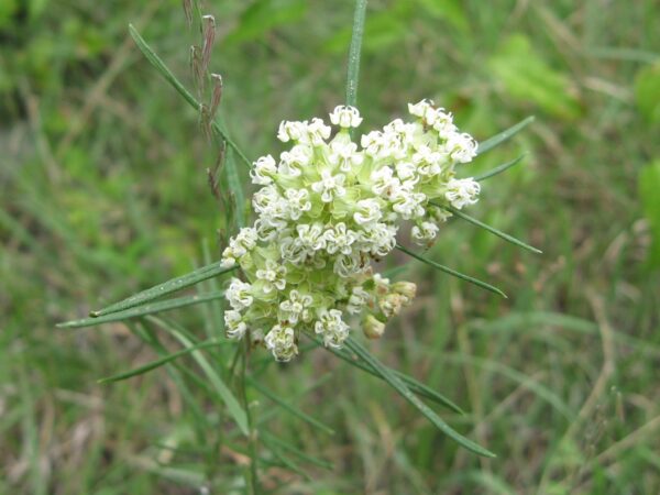 Whorled Milkweed