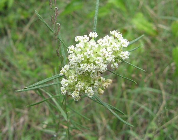 Whorled Milkweed