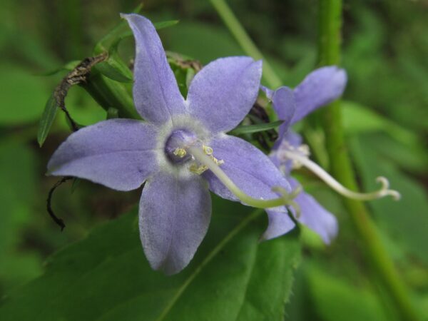 Tall Bellflower
